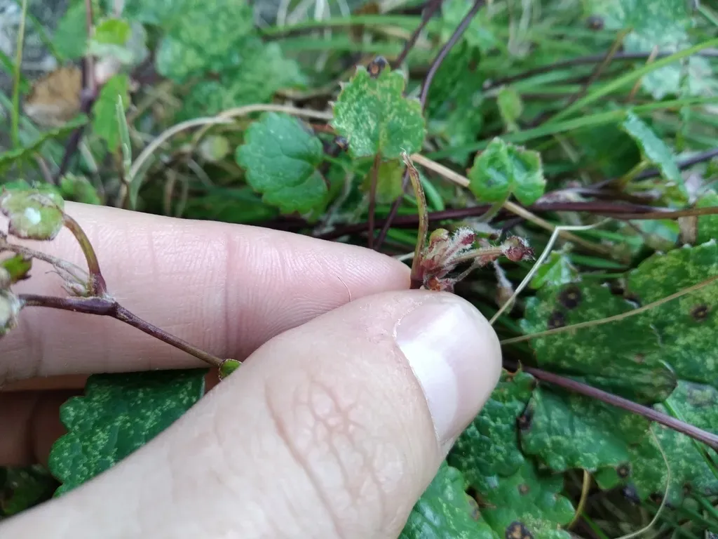 Woolflower Capepurse