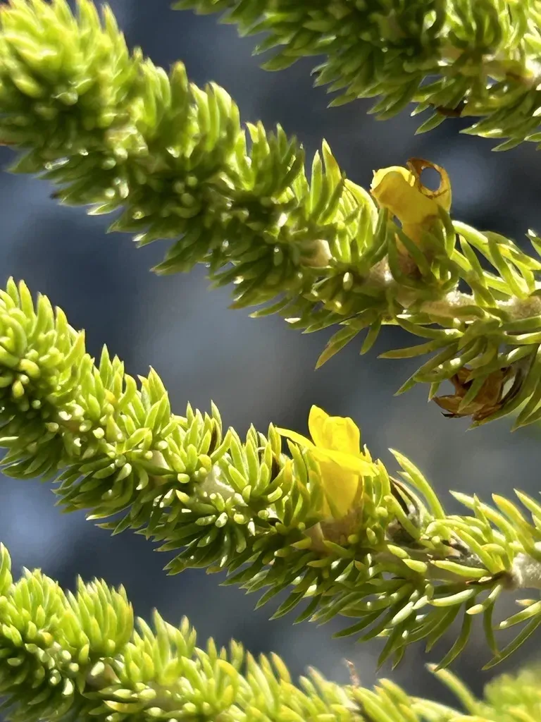 Thickleaf Capegorse