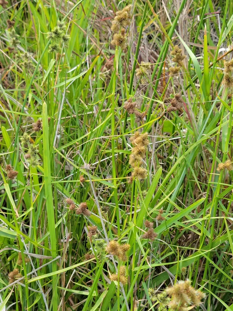 Western Umbrella-sedge
