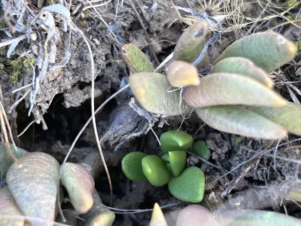 Anacampseros Lanceolata