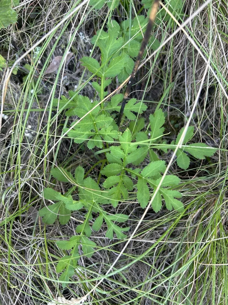 Lichtensteinia Interrupta