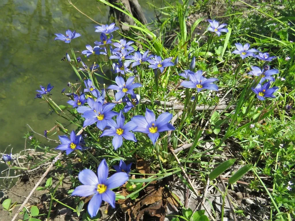 Roadside Blue-eyed Grass
