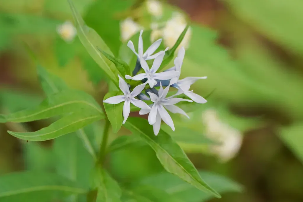 Amsonia Elliptica