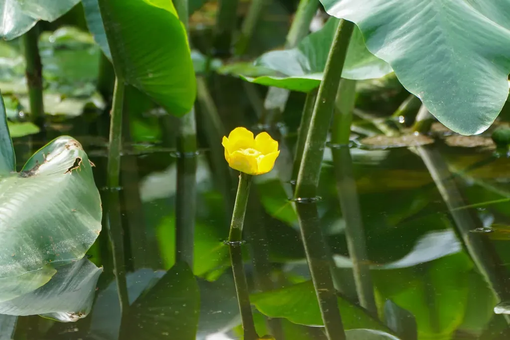 East Asian Yellow Water-lily