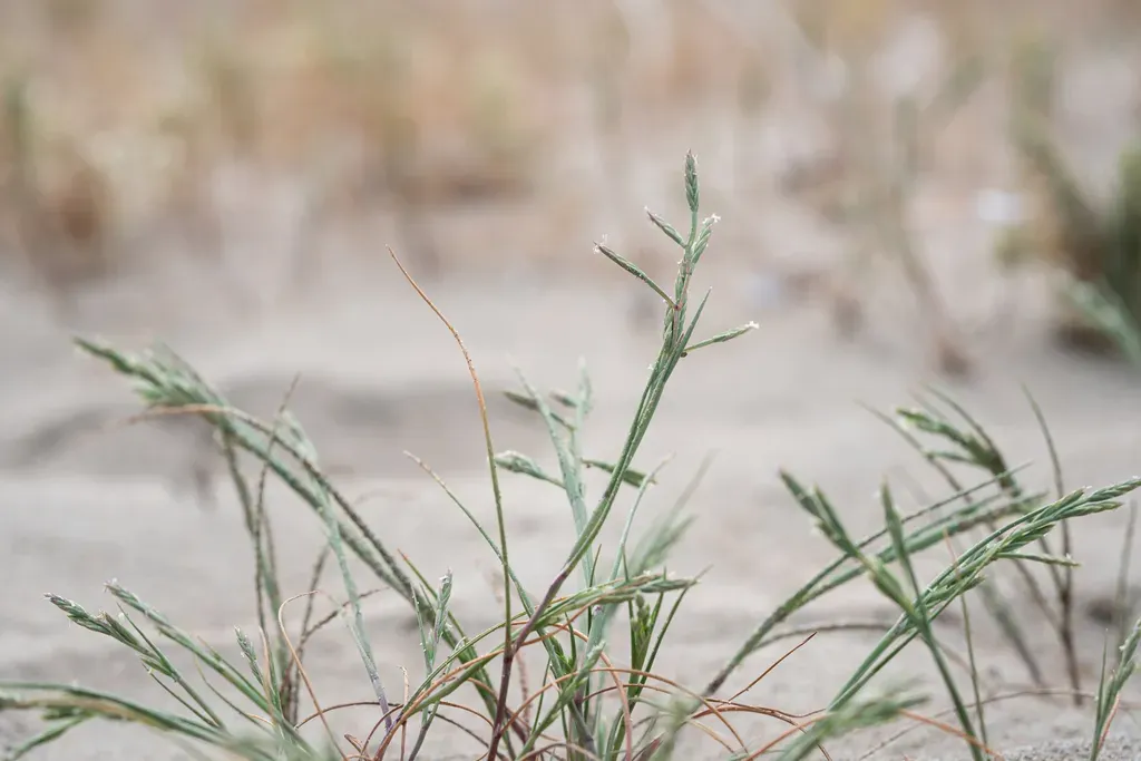 Coastal Stiffgrass