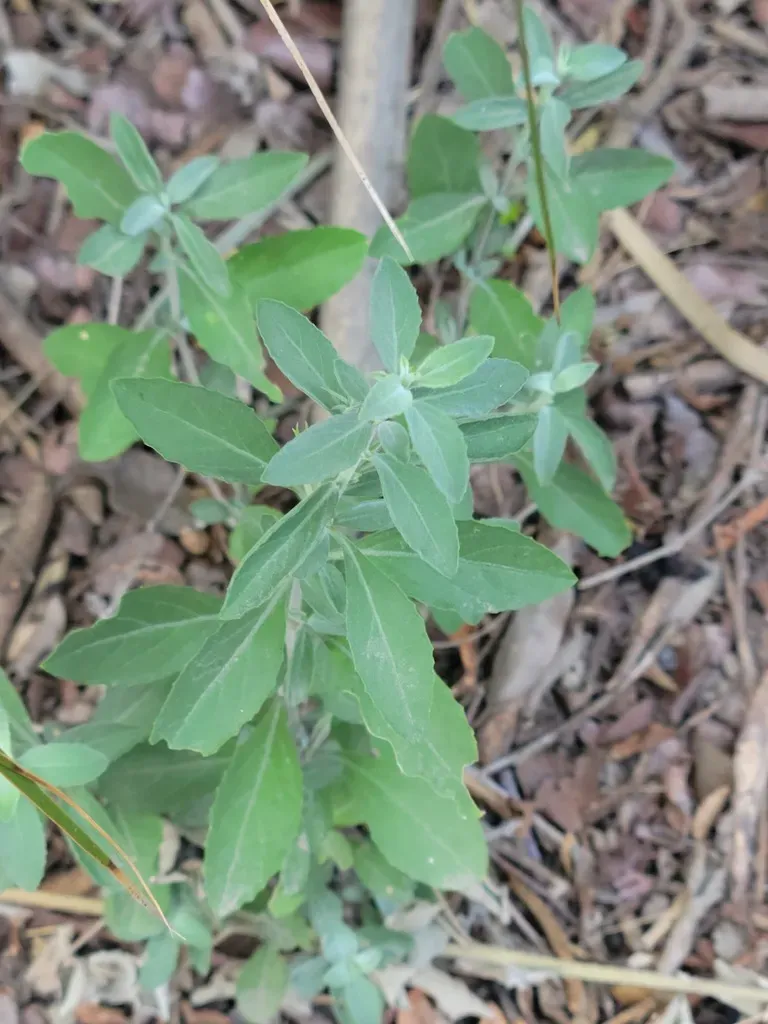 Wavyleaf Snakeherb