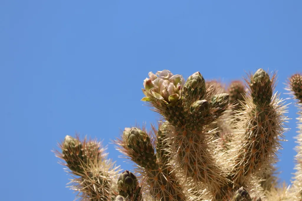 Hoffmann's Teddybear Cholla