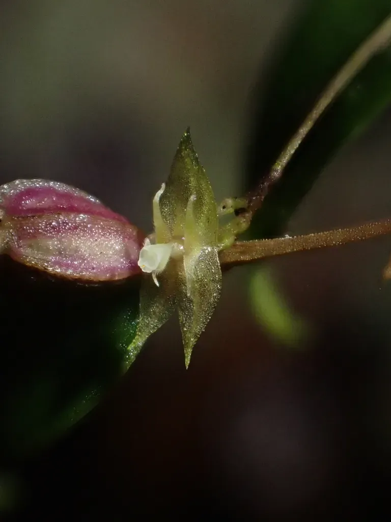 Lepanthes Strumosa