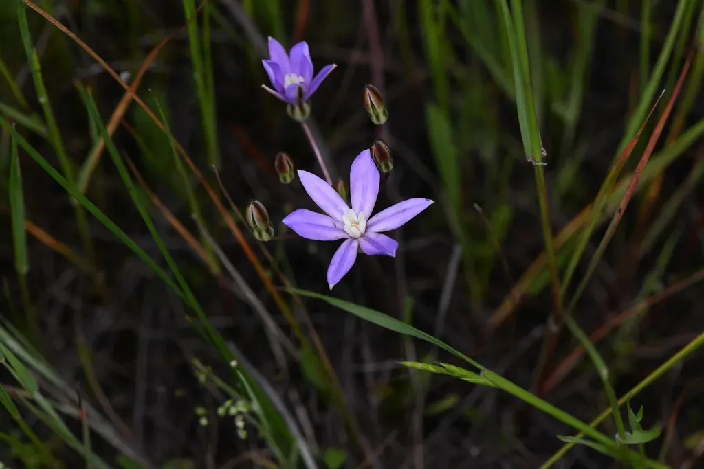 Vernal Pool Brodiaea