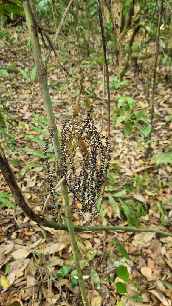 Chamaedorea Oblongata