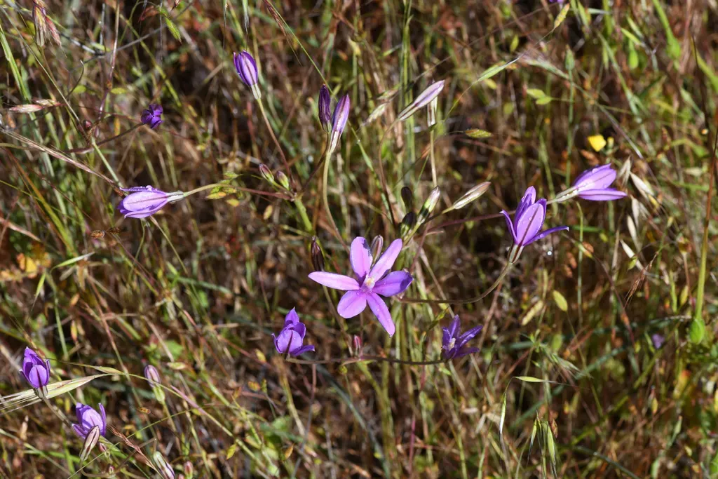 Appendage Brodiaea