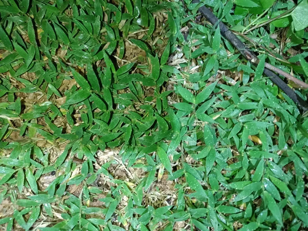 Brachiaria Umbellata