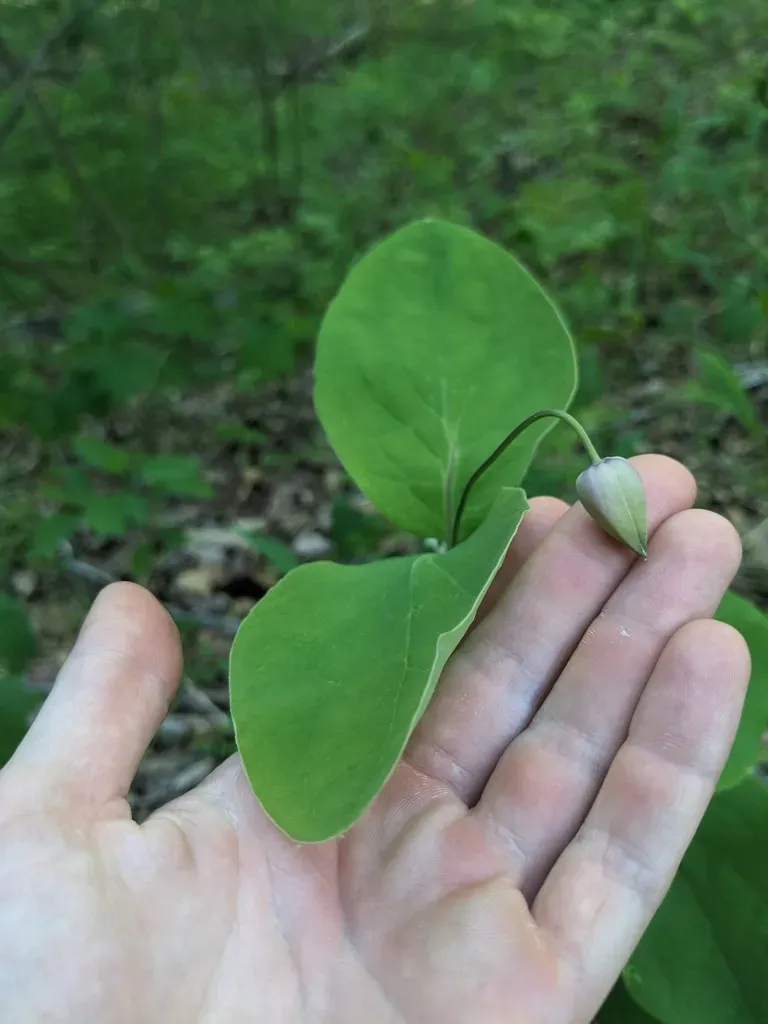 Addison's Leatherflower
