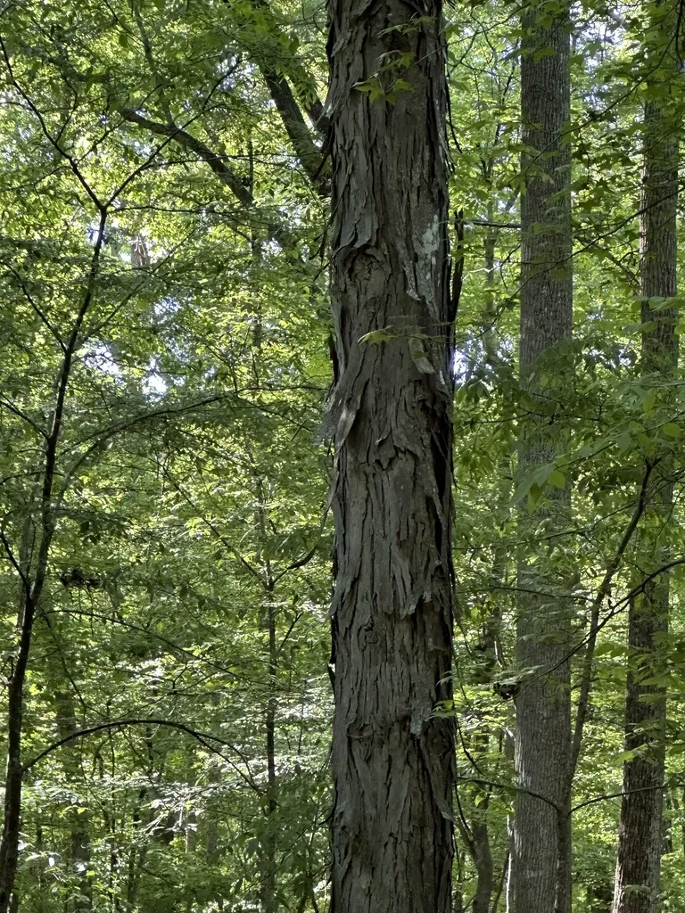 Carolina Shagbark Hickory