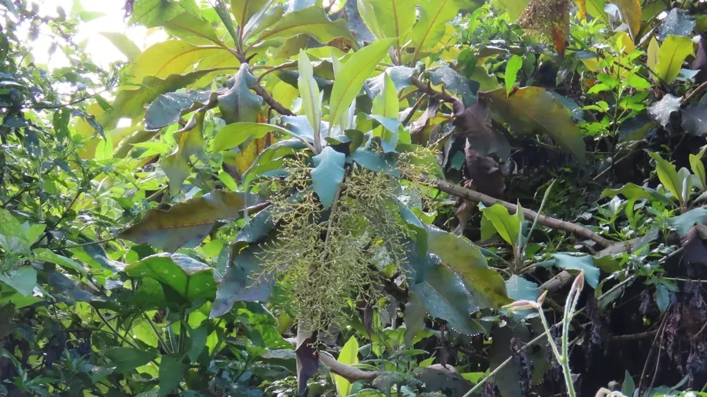 Entire-leaved Tree Celandine