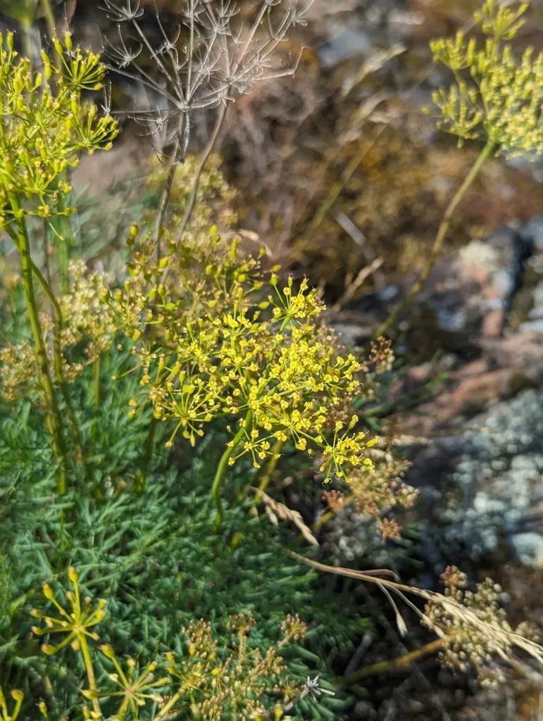 Smooth Lomatium