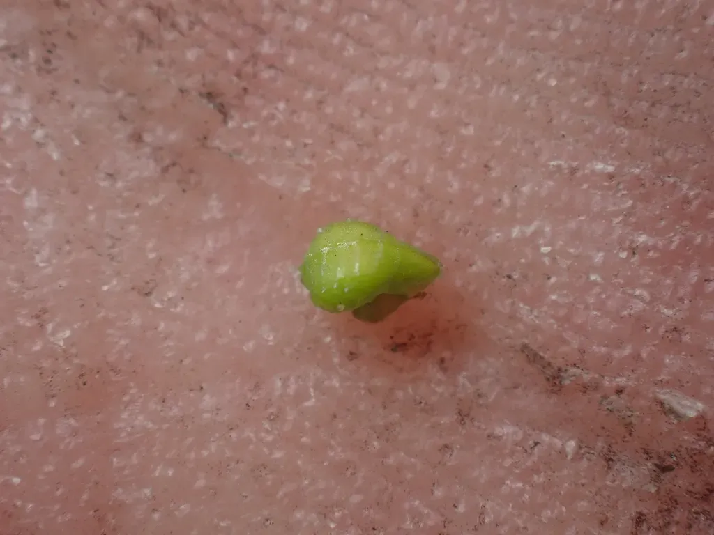 Valley Popcornflower