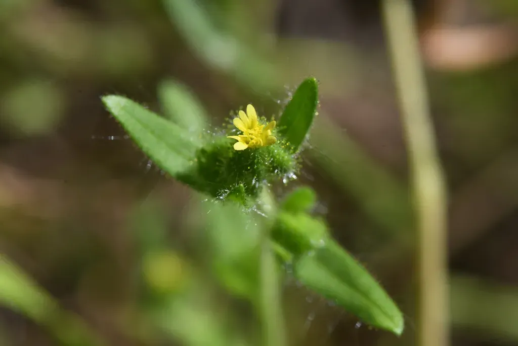 Slender Tarweed