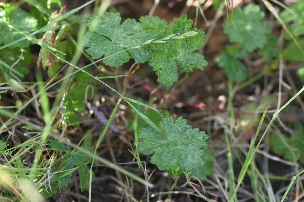 Butte County Checkerbloom