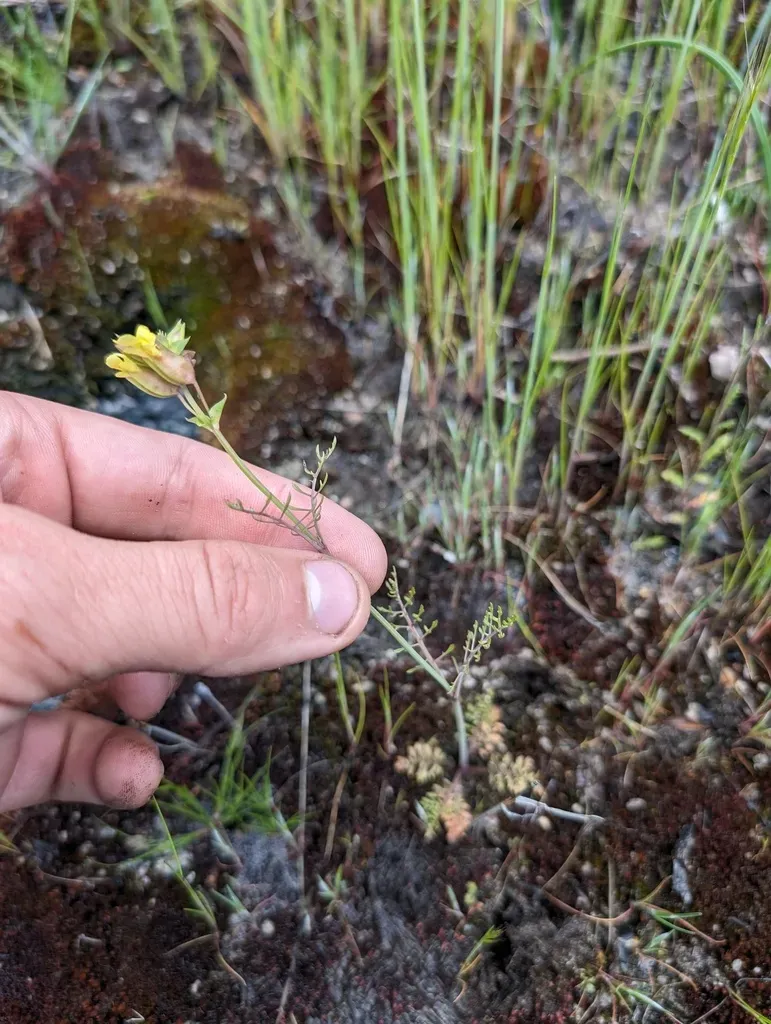 Fern-leaved Monkeyflower