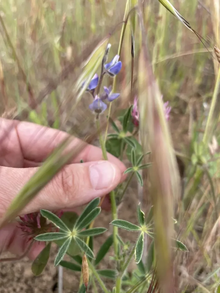 Big Pod Lupine