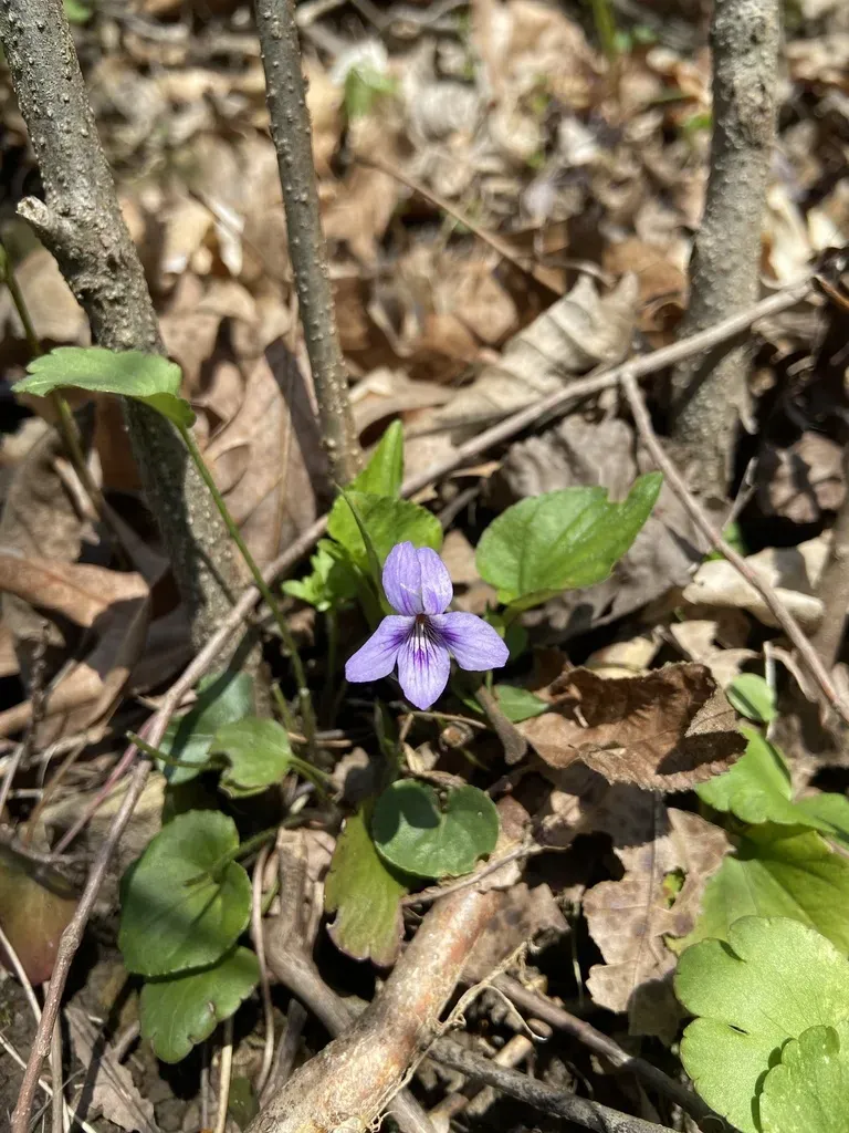 Long-spurred Violet