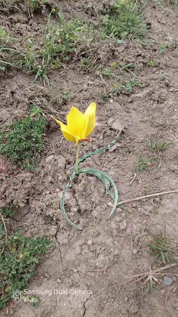 Tulipa Tetraphylla