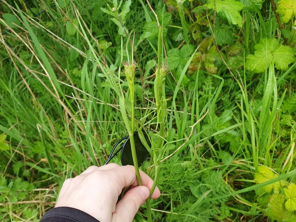 Corky-fruited Water-dropwort