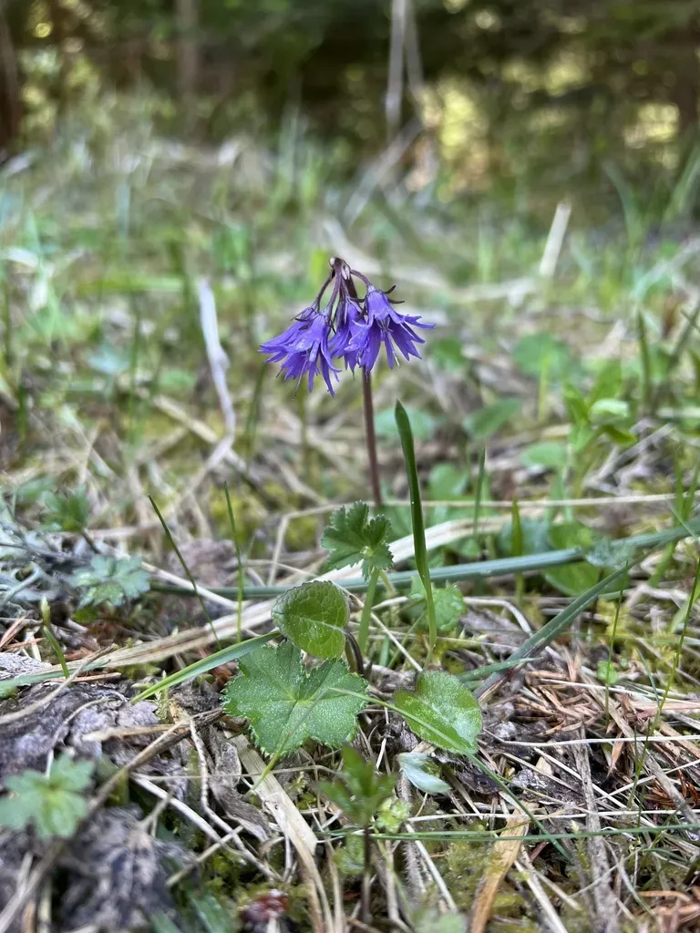 Soldanella Angusta