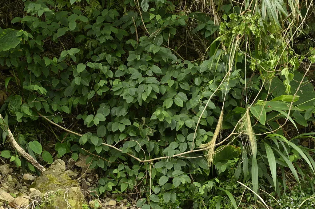 Berchemia Fenchifuensis