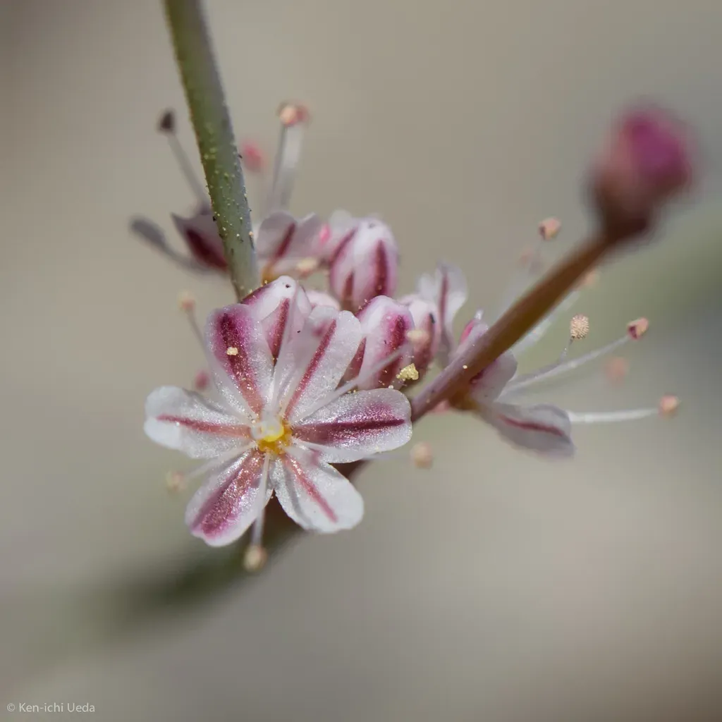Coville's Buckwheat