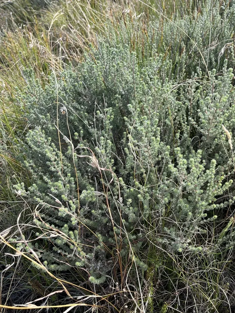 Misunderstood Capegorse