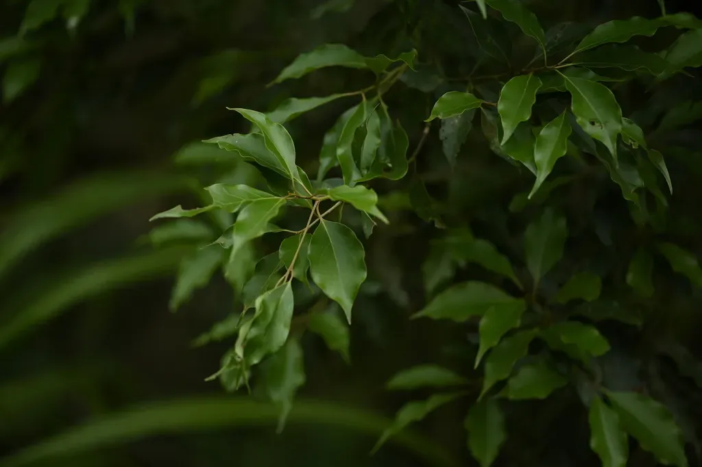 Machilus Philippinensis