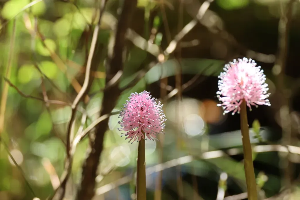 Swamp Pink