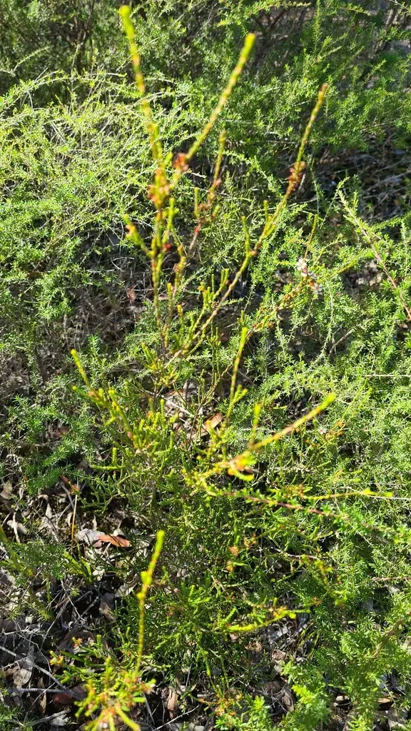Short-leaved Heath-myrtle