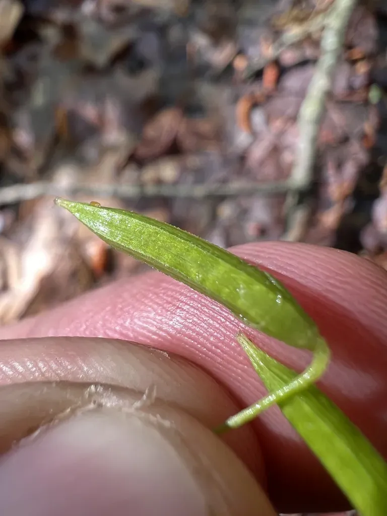 Flowering Yellow Woodsorrel