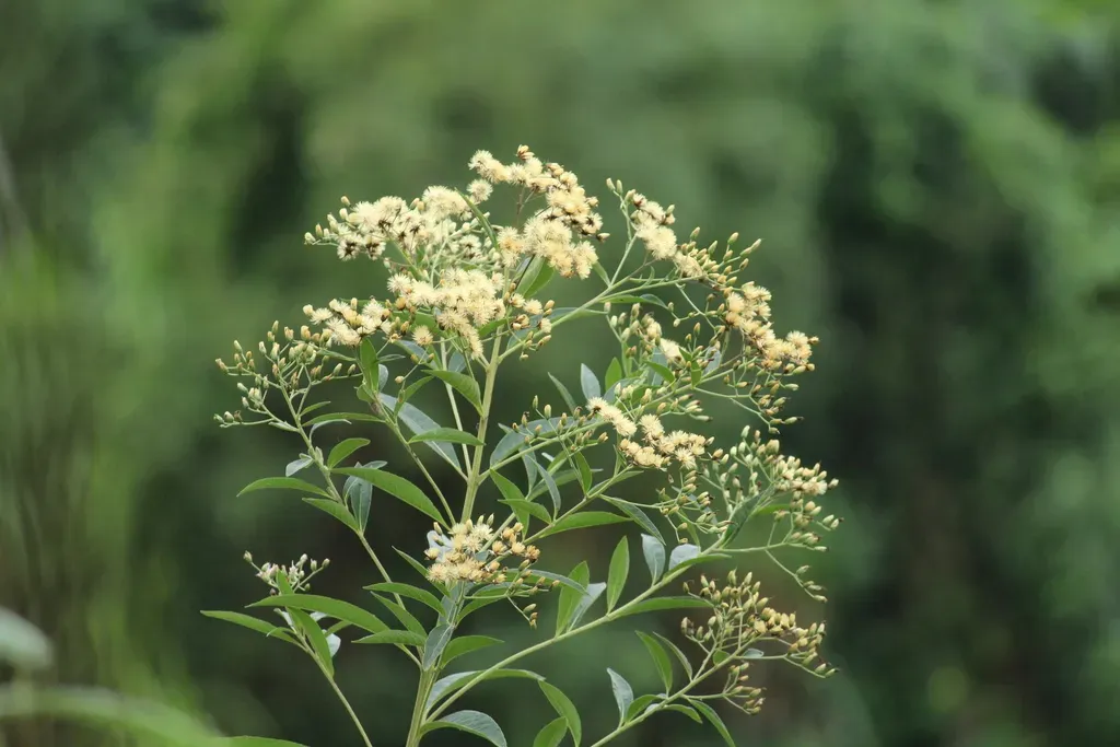 Vernonanthura Tweedieana