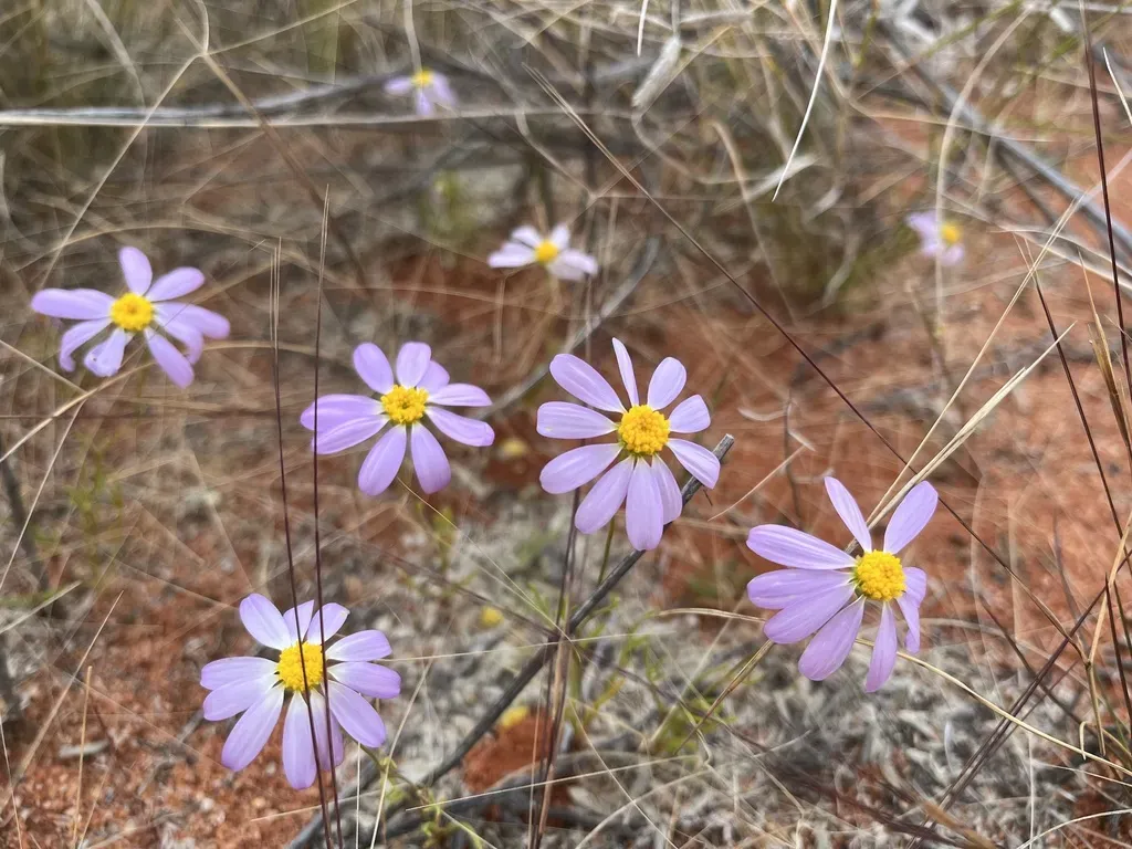 Roebuckiella Similis