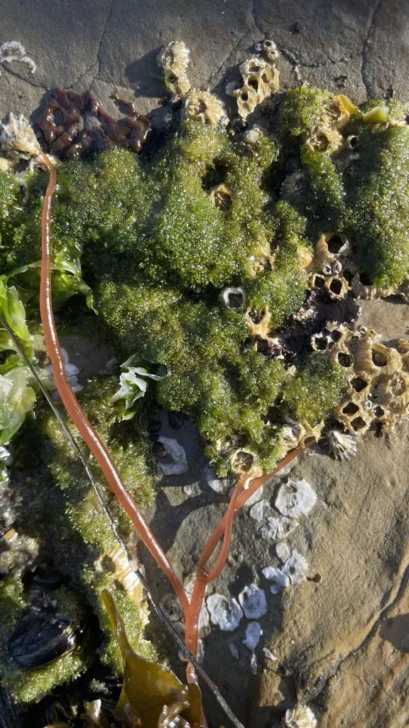 Columbian Cladophora