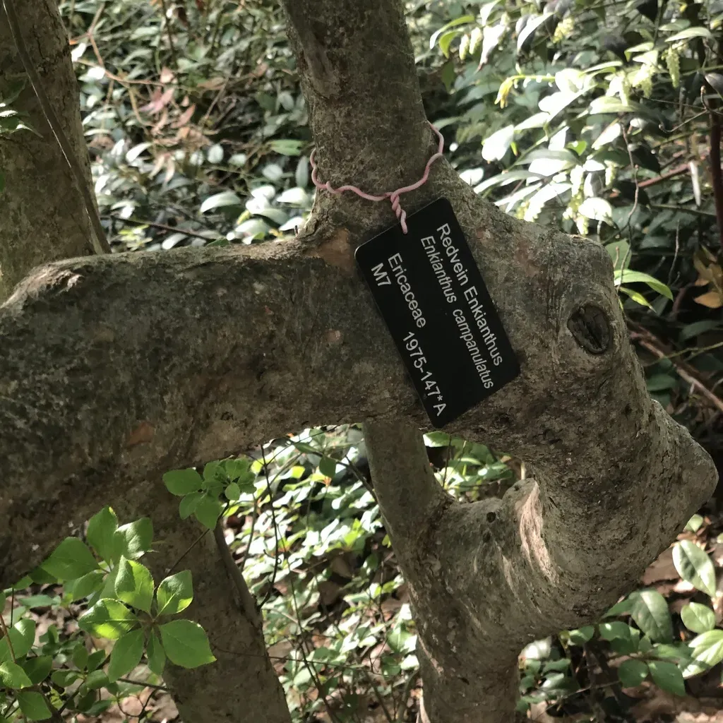 Campanulate Enkianthus