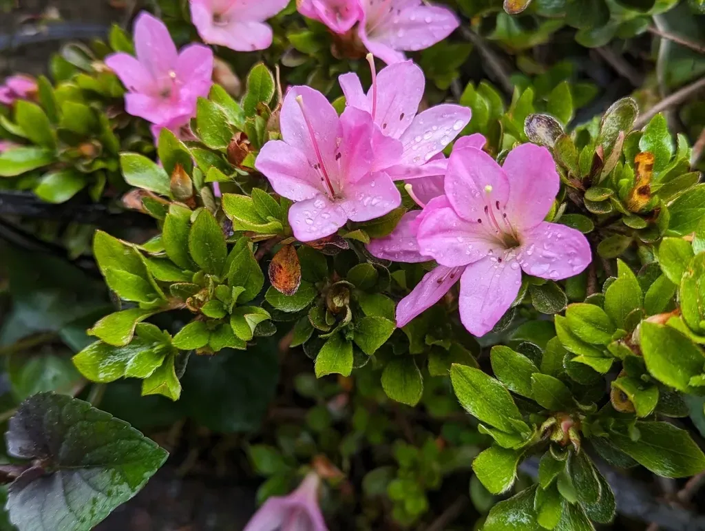 Rhododendron Kiusianum