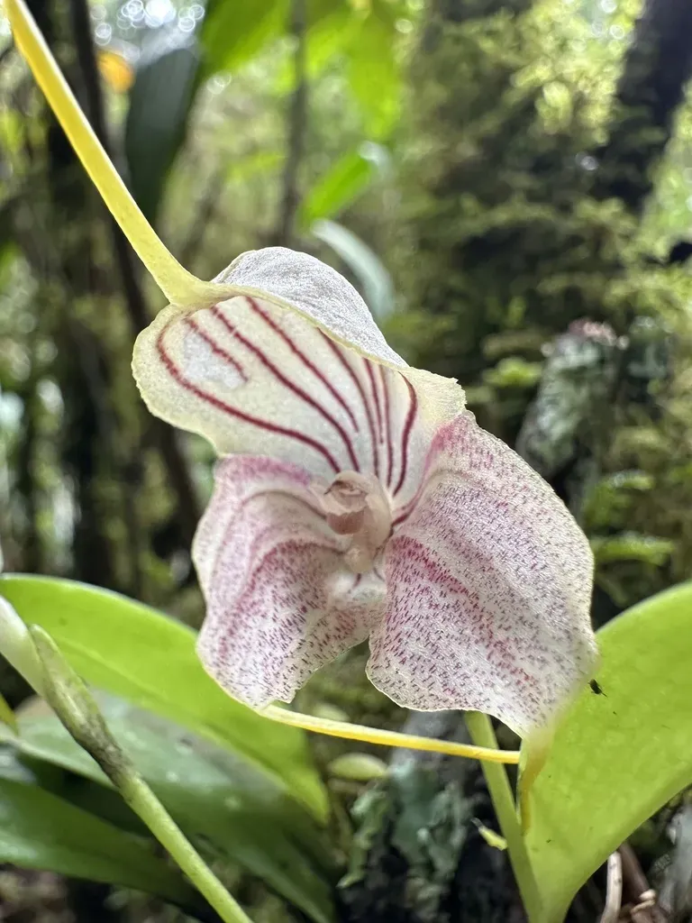 Masdevallia Caudata