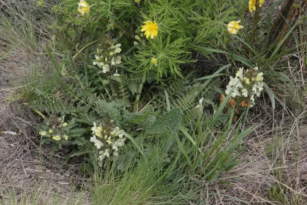 Pedicularis Physocalyx