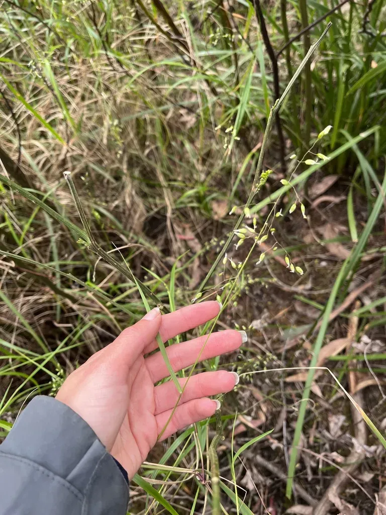 Anthoxanthum Rariflorum