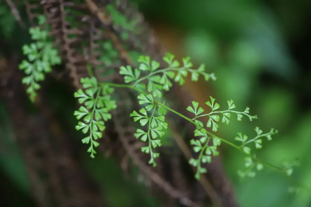 Thicket Creepingfern