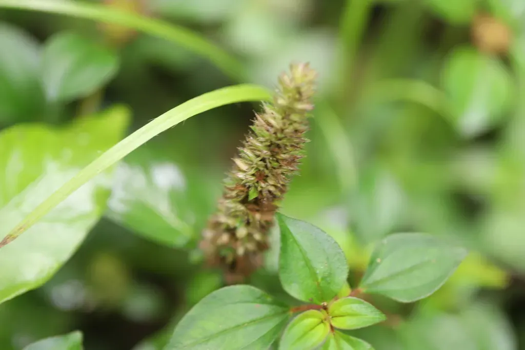 Lepidagathis Alopecuroidea