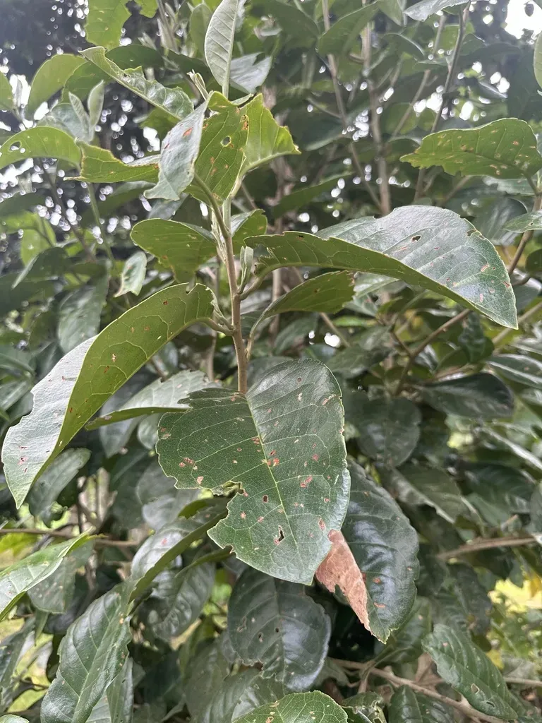 Hieronyma Macrocarpa