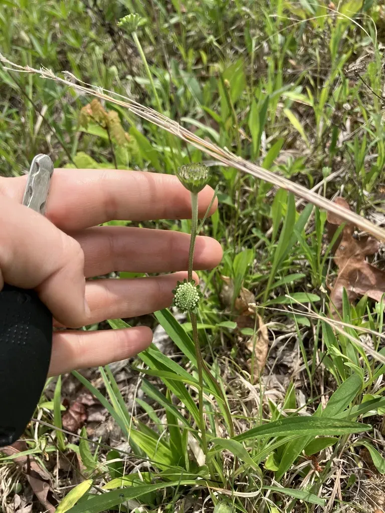 Piedmont Barbara's Buttons