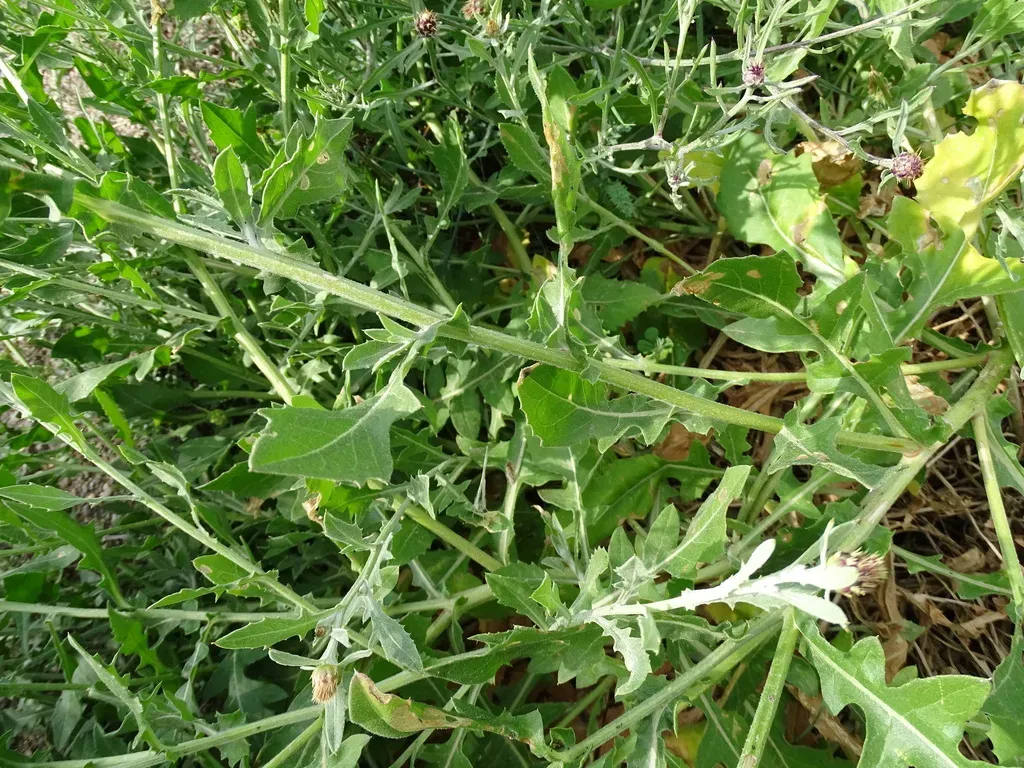 Centaurea × Paucispina