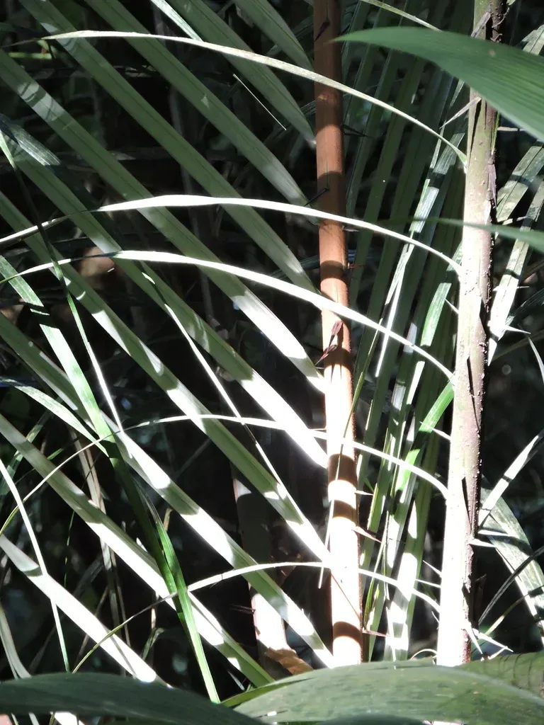 Astrocaryum Aculeatissimum